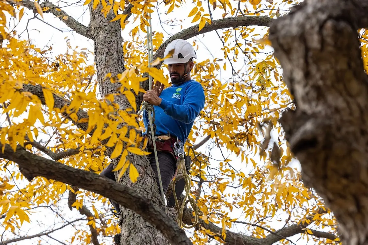 Skilled Tree Trimming crew working in Clarendon